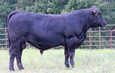 Lot 41 - 128X VASQUEZ 608D ET